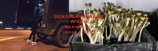 спиды Пересвет